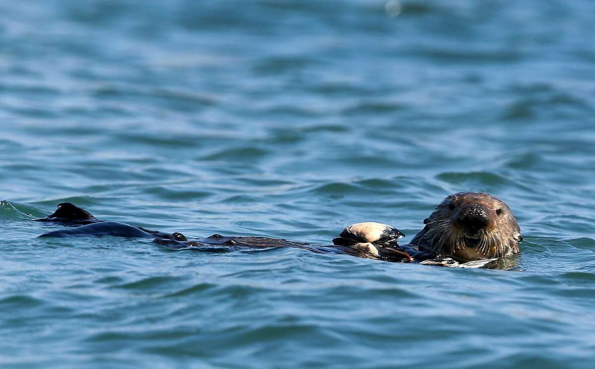 2018年4月12日星期四，在美国加利福尼亚州莫斯兰丁的埃尔克霍恩沼泽，一只海獭准备吃贝类。蒙特利湾水族馆的海洋生物学家观察到，海獭康复并释放到埃尔克霍恩沼泽有助于恢复鳗鱼草床和生态系统。