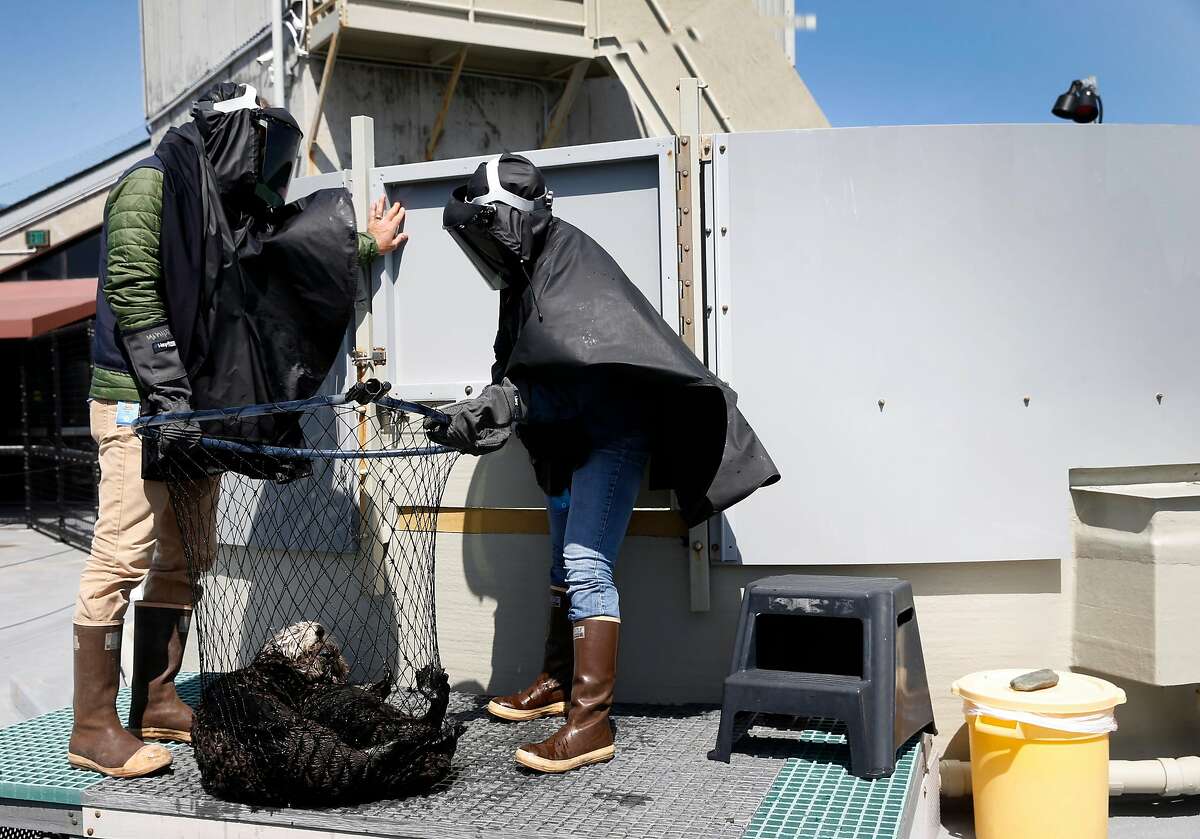 卡尔·梅尔(左)是蒙特利湾水族馆海獭项目的动物护理协调员，他与Allie Bondi(右)一起穿着黑色雨披和焊工面具，以防止海獭幼崽在2018年4月12日星期四在加利福尼亚州蒙特利的水族馆水獭救援中心与幼崽互动时在人类身上留下印记。水族馆的海洋生物学家观察到，海獭康复并释放到埃尔克霍恩沼泽有助于恢复鳗鱼草床和生态系统。