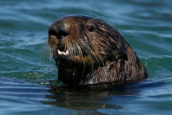 the 6 best places to spot sea otters off the california coast