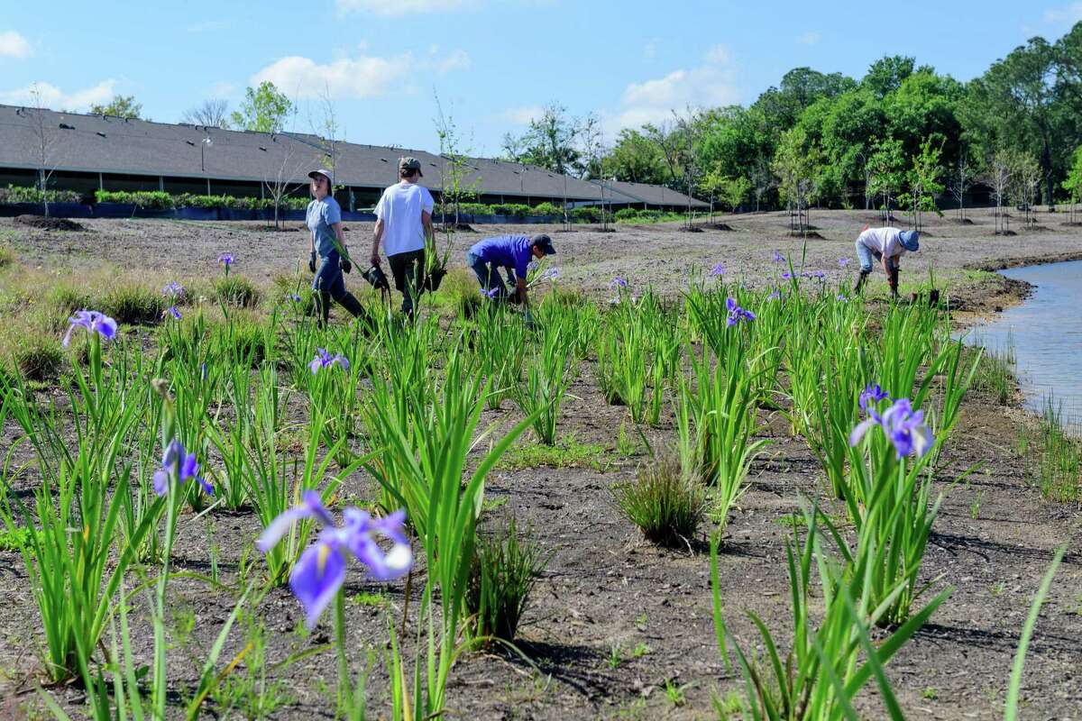 Volunteers plant irises in 2017 at the Exploration Green Conservancys Phase 1 of Clear Lakes Exploration Green, a conversion of the old golf course into a park/wetland/flood control area.