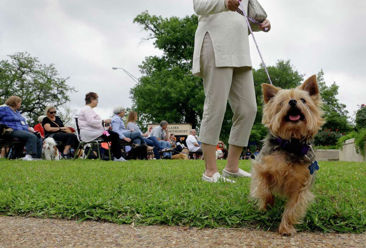 Terrific All About Pets Chico Photos