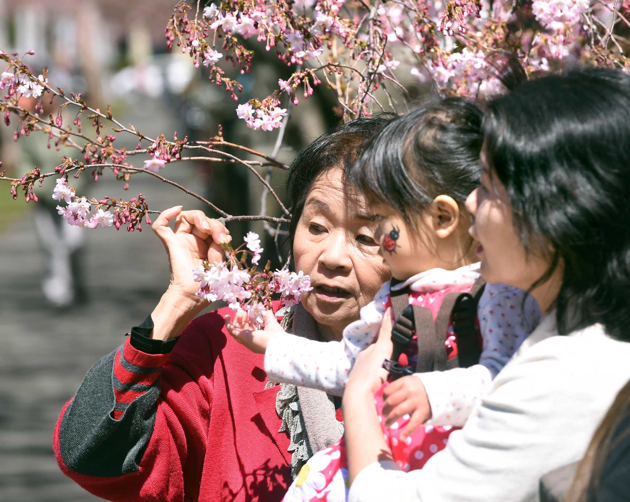 45th Annual Cherry Blossom Festival in Wooster Square Park