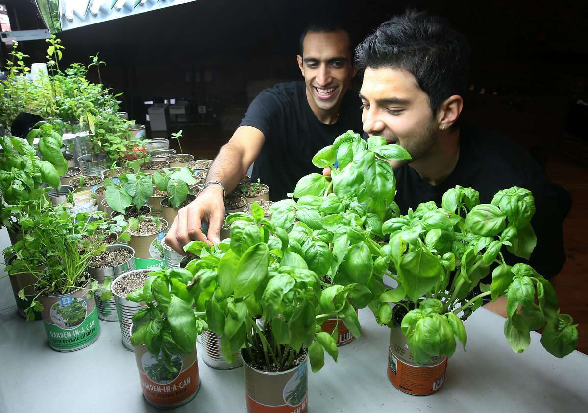 Nikhil Arora (left) and Alejandro Velez, cofounders of Back to the Roots, check fresh basil growing out of a can at their office near Jack London Square in Oakland, Calif. on Friday, June 5, 2015. The entrepreneurs started their business with a mushroom kit that grows out of a box and have expanded to include a new cereal and an herb growing kit in a can.