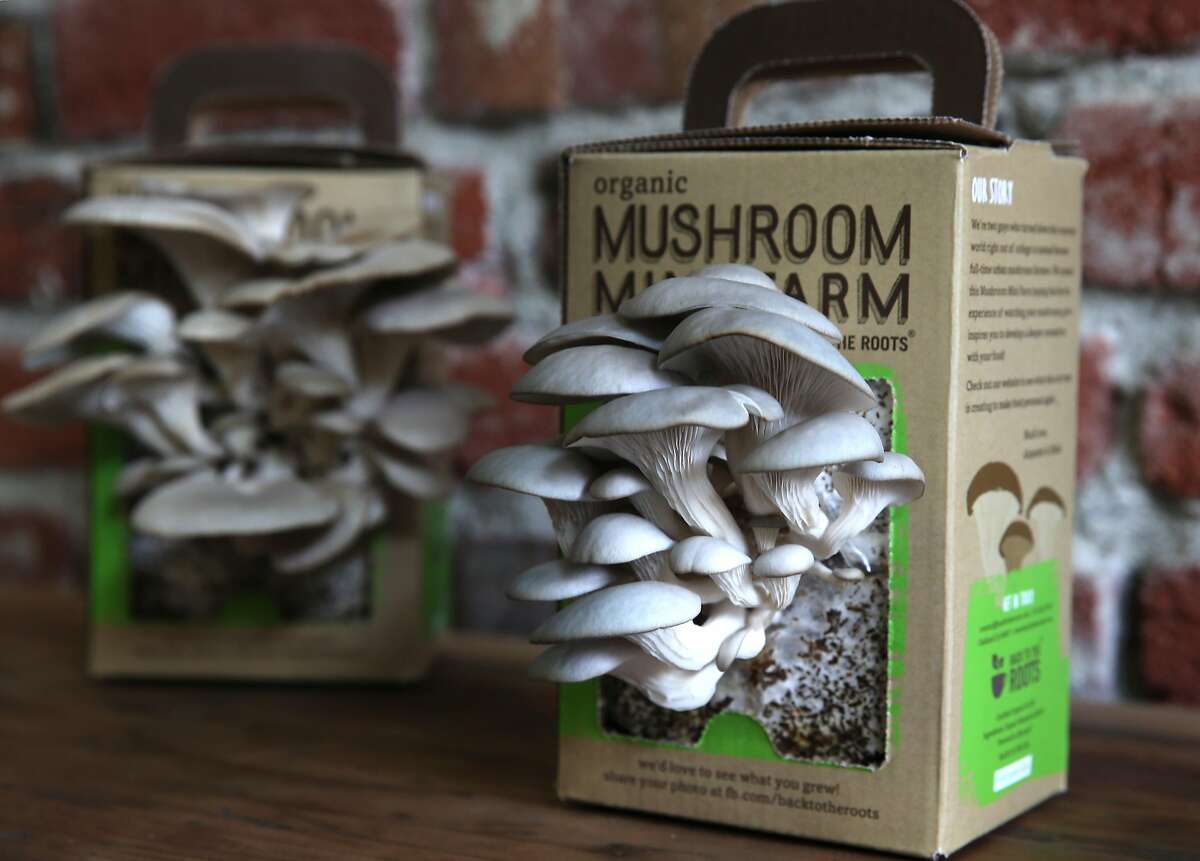 Oyster mushrooms flourish a box in Oakland, Calif. on Friday, June 5, 2015. Nikhil Arora and Alejandro Velez, cofounders of Back to the Roots, started their business with a mushroom kit that grows out of a box and have expanded to include a new cereal and an herb growing kit in a can.