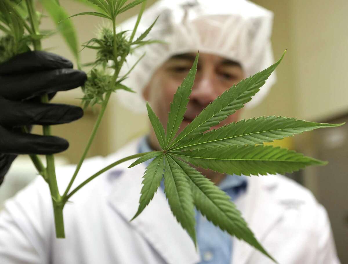 Morris Denton, CEO of Compassionate Cultivation in Austin, inspects a clipping from a plant. The company harvestsmarijuana plants in the manufacture process of CBD products.