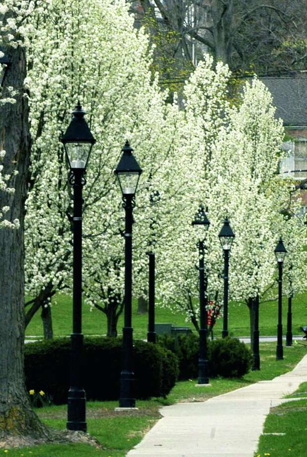 File photo of a sidewalk and trees along New Milford Village Green. Photo: Norm Cummings / Norm Cummings / The News-Times