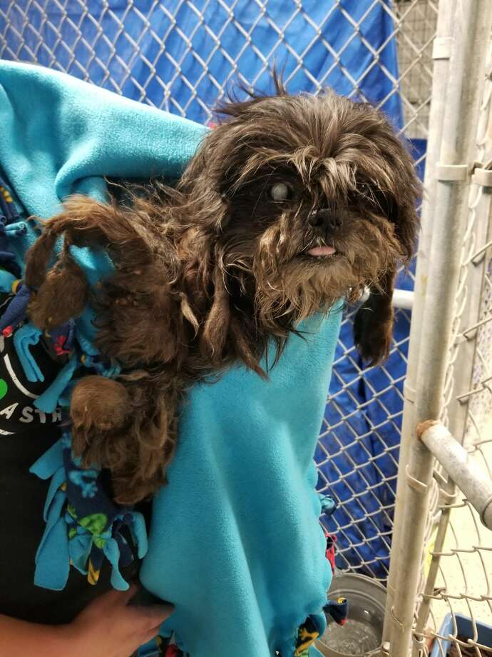 Rumor Just One Of Many Dogs Abandoned In Houston S Corridor Of