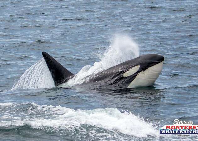 Record number of killer whales show up to feast in Monterey Bay