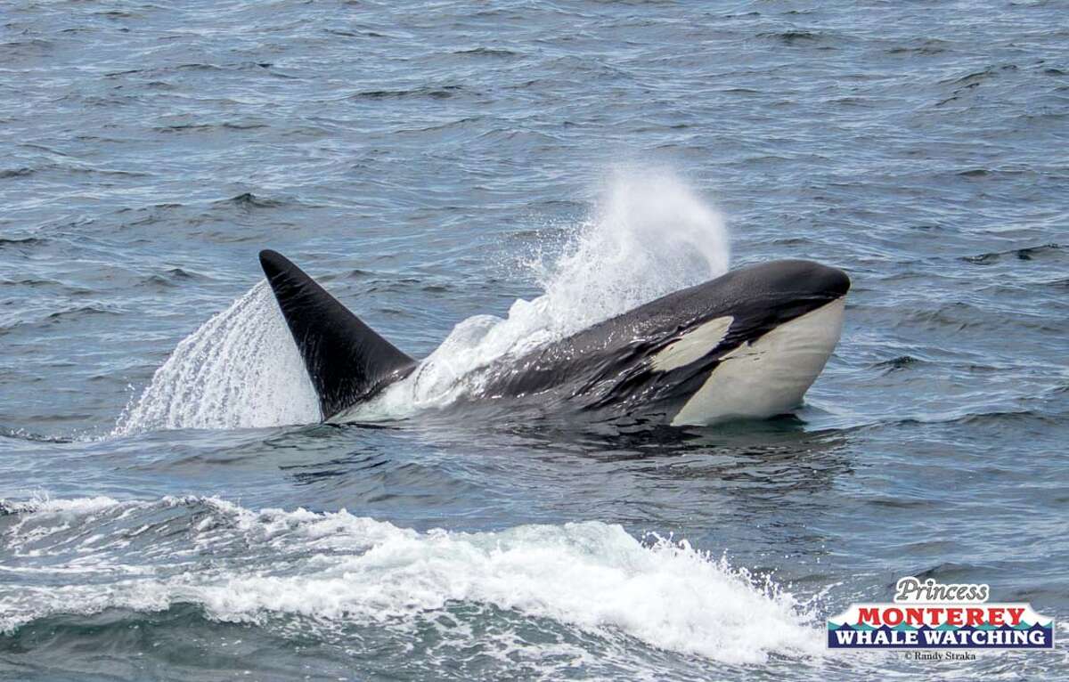 Record Number Of Killer Whales Show Up To Feast In Monterey Bay