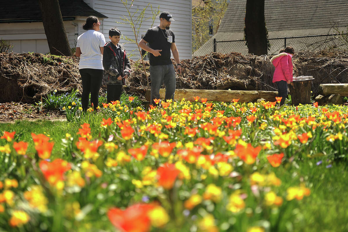 Sophia and Jose Soto, and their children Josiah, 10, and Star, 8, of Bridgeport, visit the Colorblends Spring Garden on Clinton Avenue in Bridgeport, Conn. on Thursday, April 26, 2018. The bulb garden, planted in what was originally a overgrown vacant lot, is in it's fourth season, with new plantings added each year.