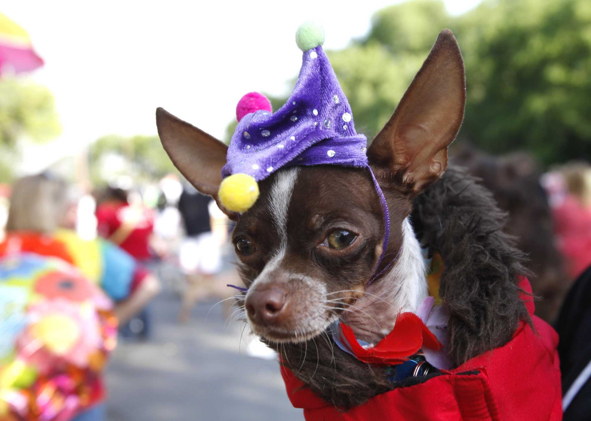 Putting on the dog for Fiesta in Alamo Heights