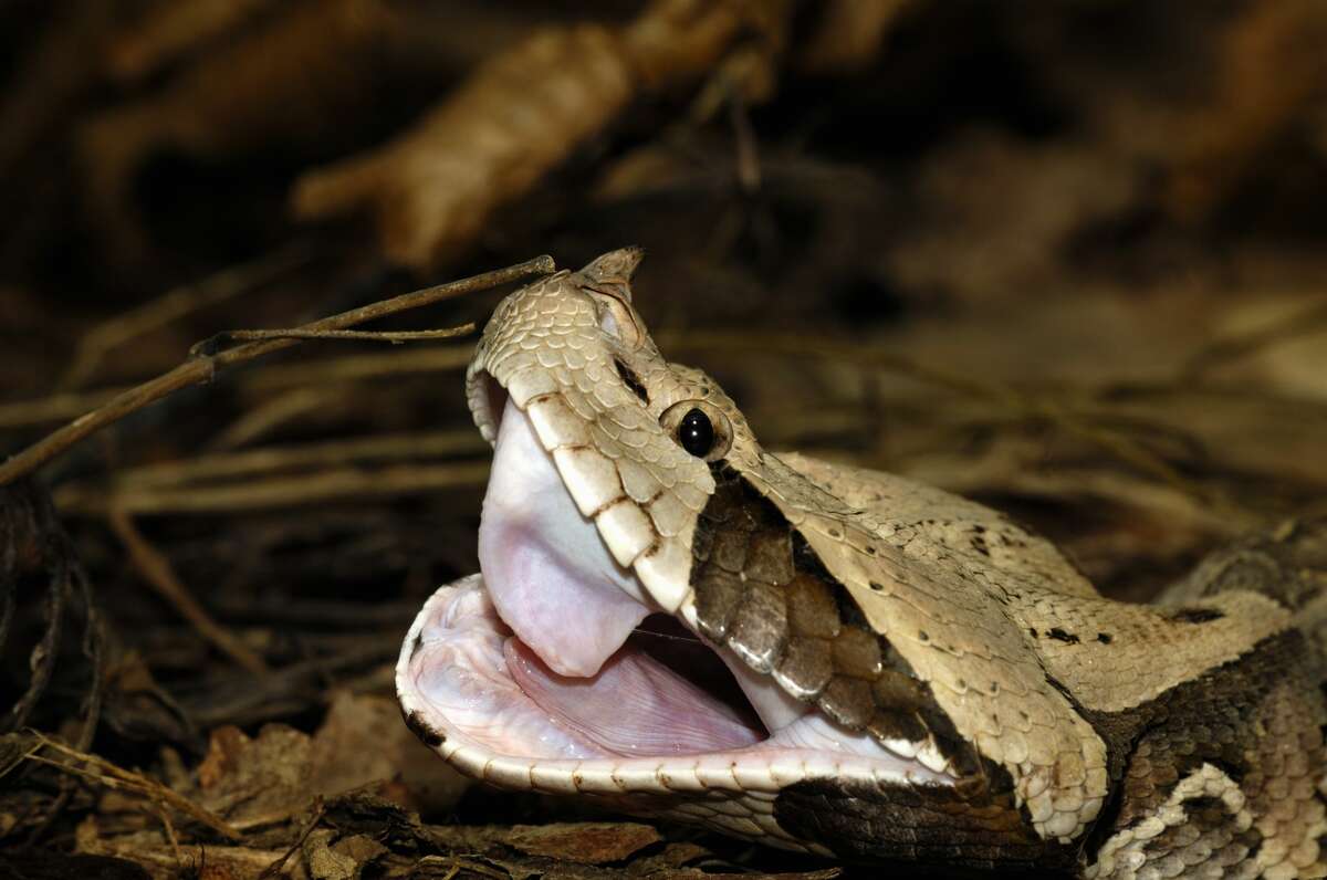 Gaboon viper or Western gaboon viper (Bitis gabonica), Viperidae, repeatedly opening its mouth after eating to adjust its fangs. (Photo by DeAgostini/Getty Images)