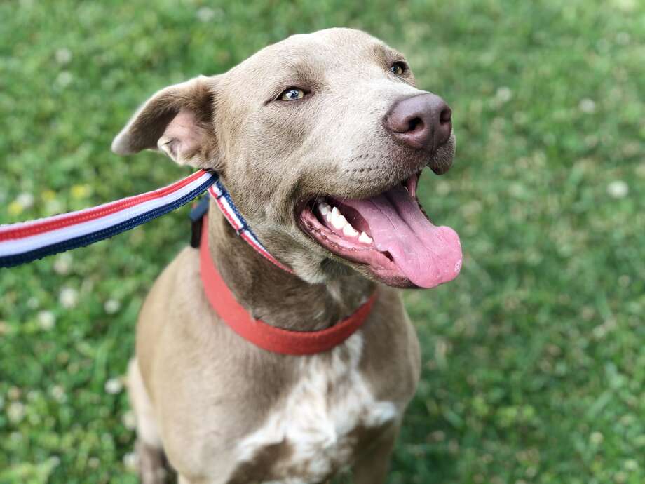 harris county dog pound harris county dog pound