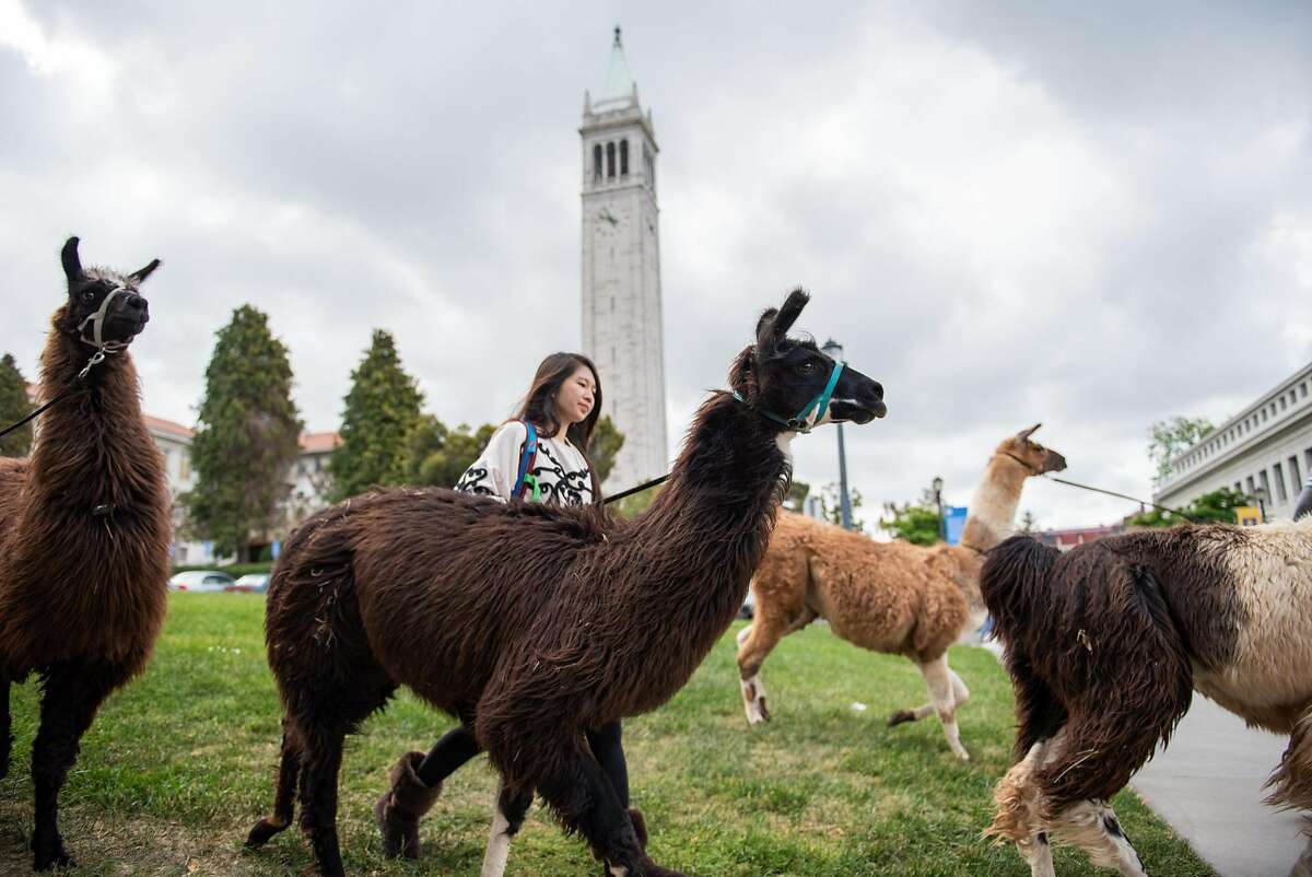 The llamas and their handlers head to the Faculty Glade to start �Llama-palooza�. Six llamas were on hand at UC Berkeley on Friday, April 27, 2018 to help ease student stress in the run up to final exams.