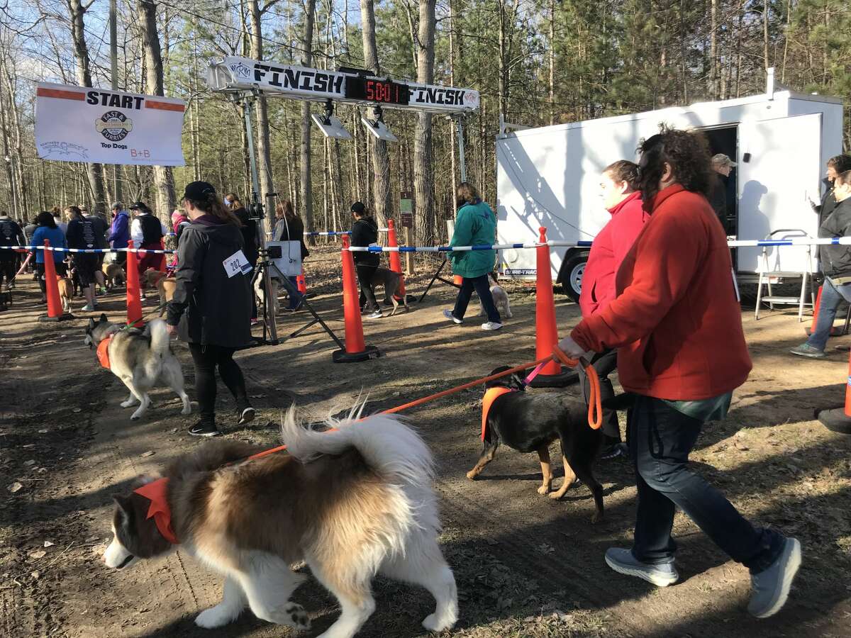 About 250 people and 120 dogs raced in the Fast and Furriest 5K Run/Walk on April 28 at City Forest in Midland to benefit the Great Lakes Bay Animal Society.