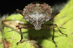 What to know about the stink bugs invading CT this season