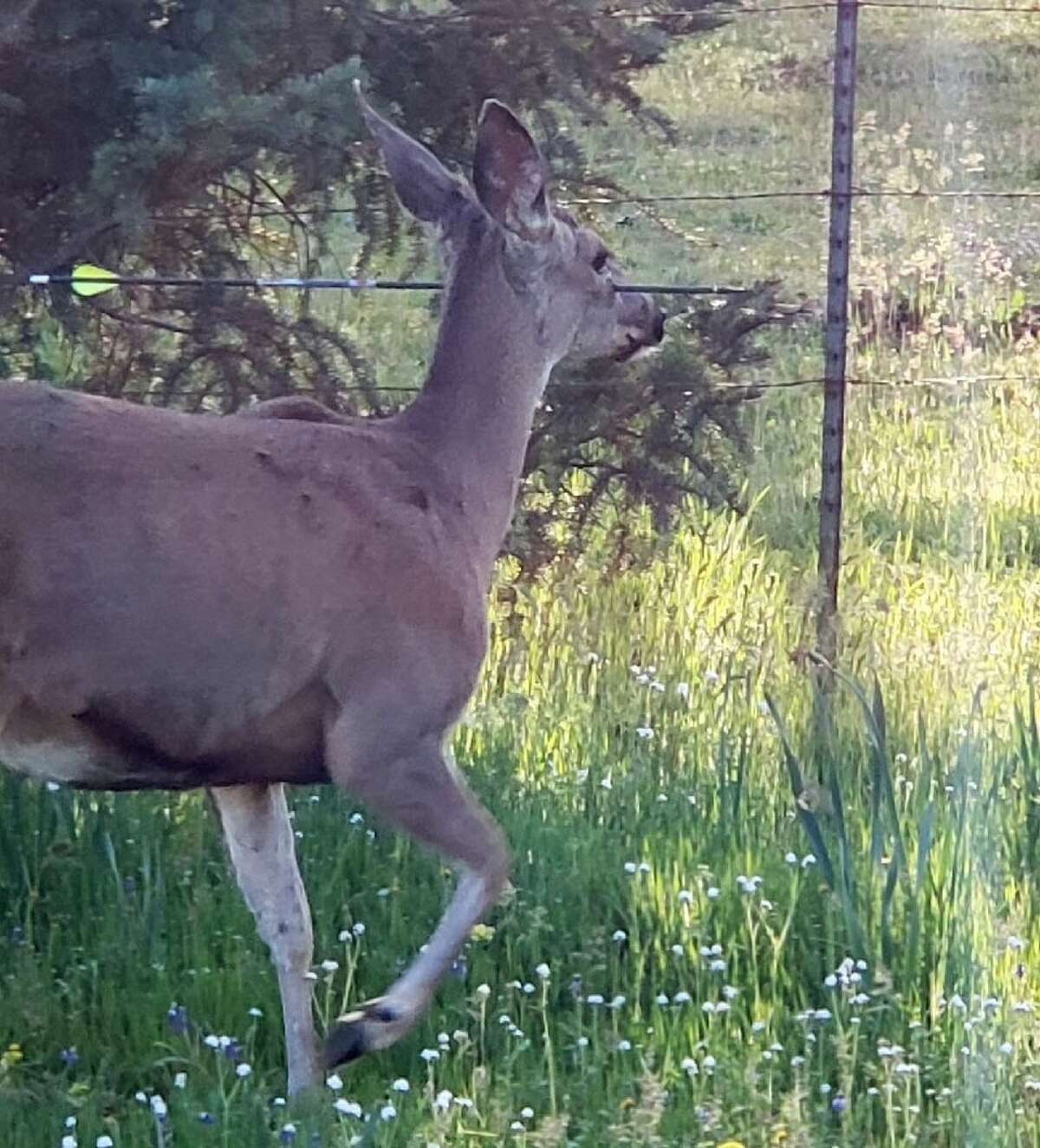 Oregon State Police shared photos of two deer that were shot with arrows and seen alive and roaming in the southern part of the state.