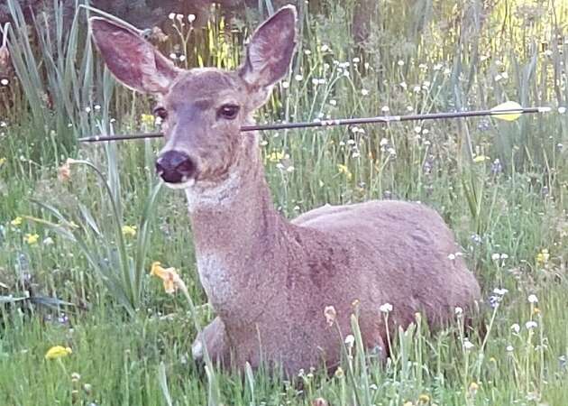 Trooper finds living deer with arrows through head, body