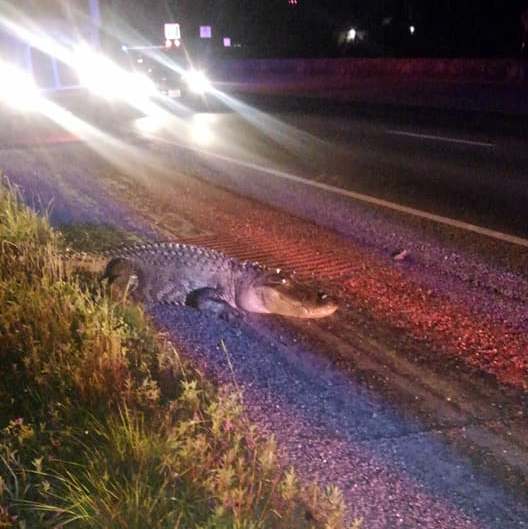 Massive alligator stops US 59 traffic in Cleveland