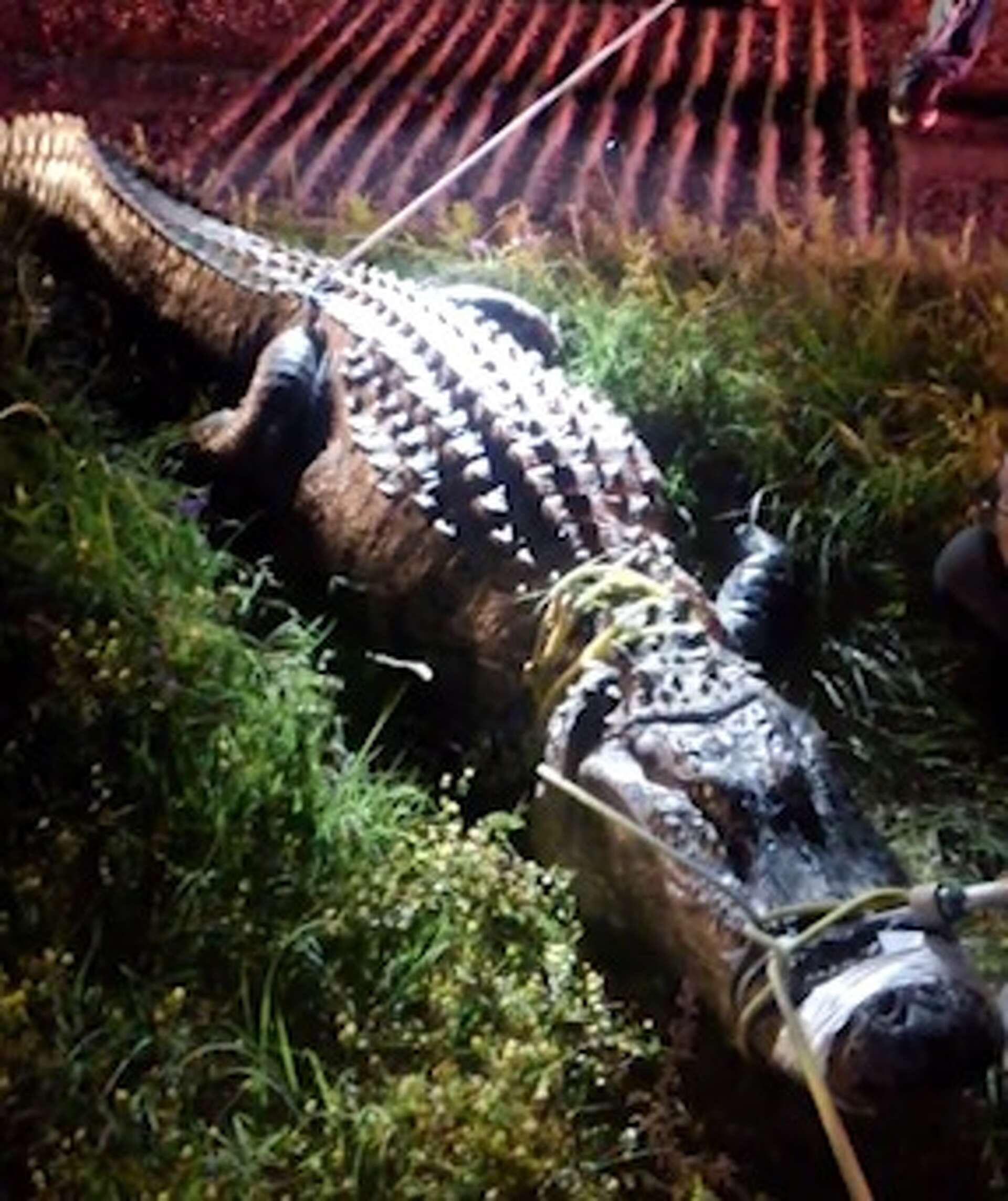 ●ALLIGATOR CITY Our lineworkers are used to navigating all kinds of wild