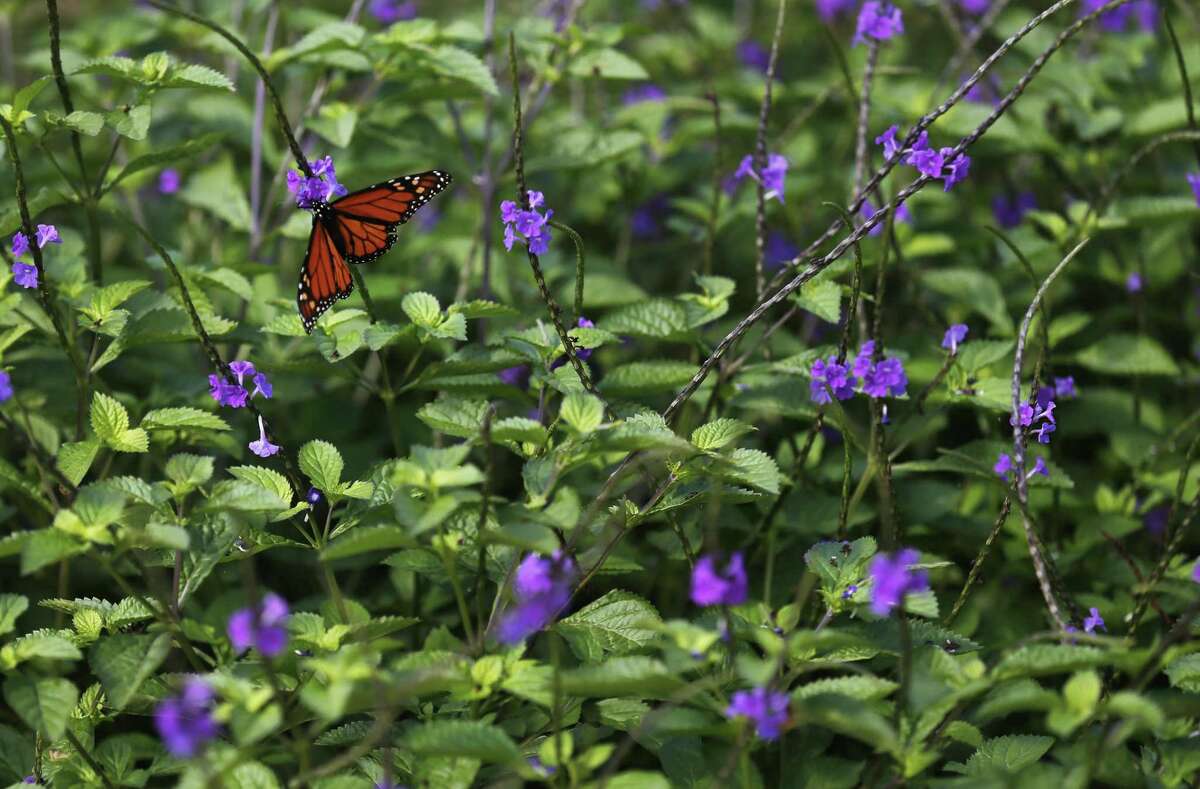 S.A.’s 4 best butterflyattracting plants