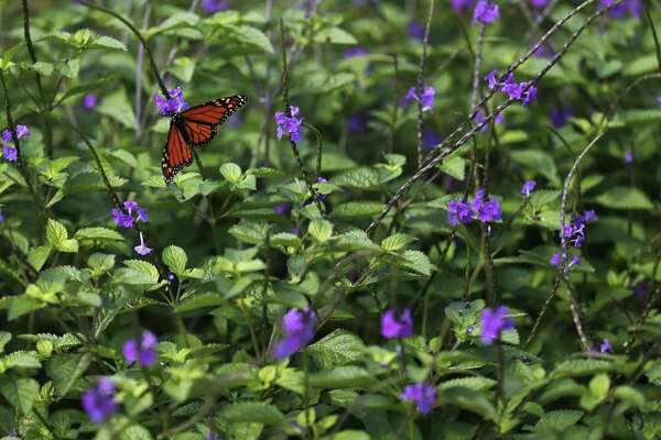 More Great Plants For Color In Your San Antonio Summer Garden
