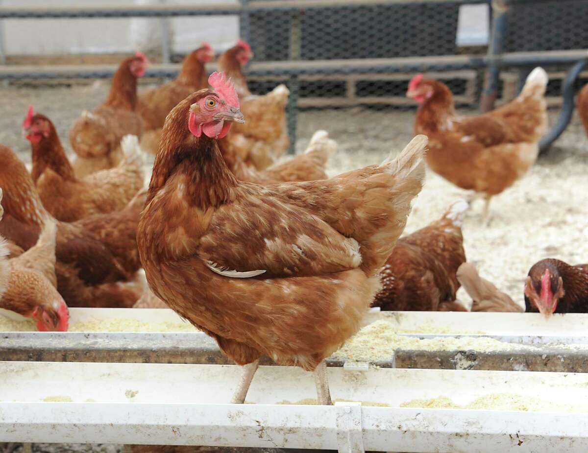 Nassau chicken owner loses legal flap