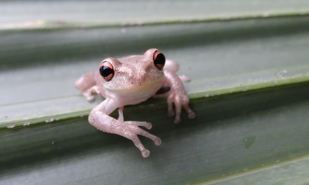 australia-s-most-invasive-species