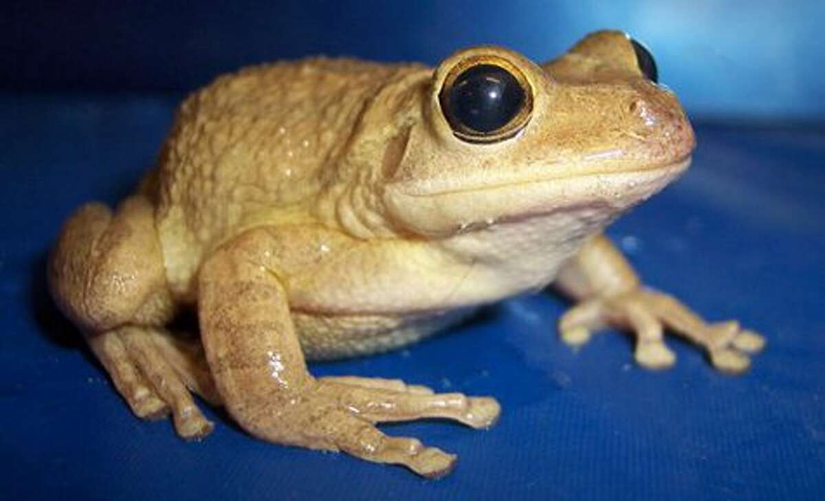 The U.S. Geological Survey warns that a species of Cuban tree frog has made the leap from Florida and is slowing making its way west. Scroll through to get answers to all your mythical creature questions
