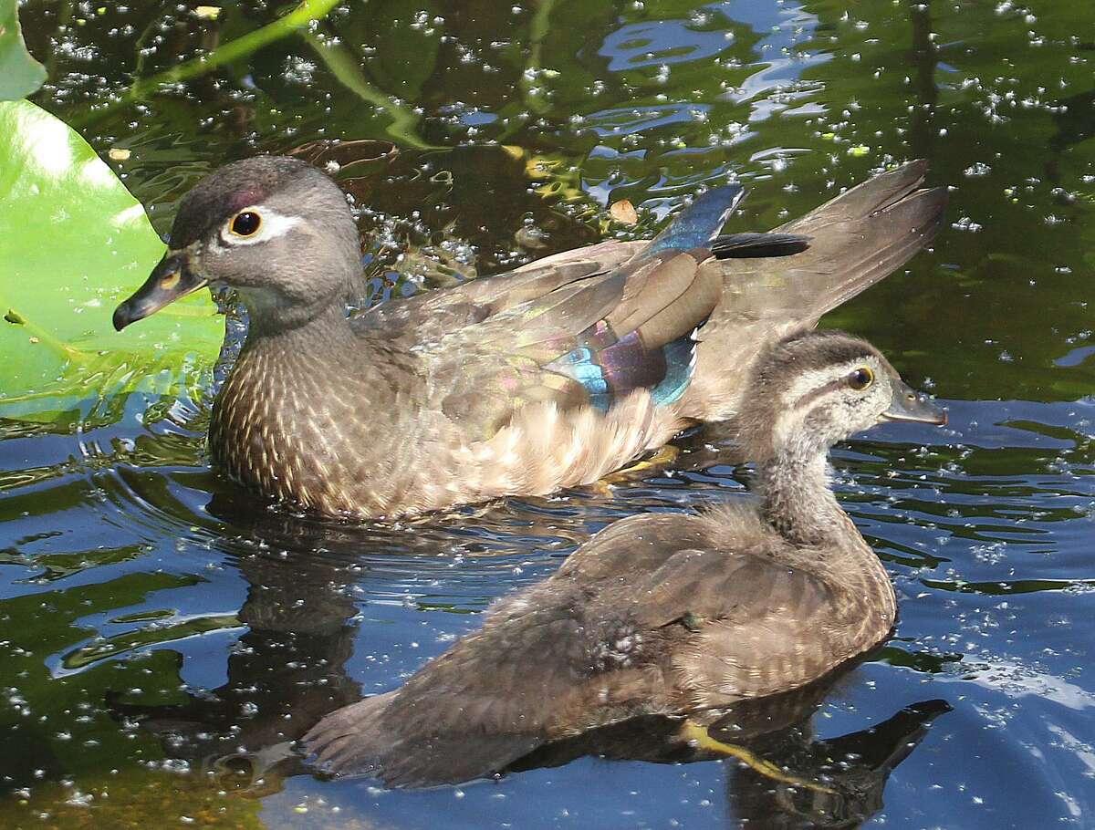 A wood duck swims with one of her chicks in Norwalk.