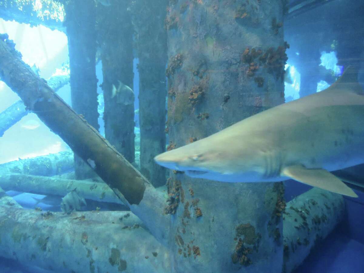Sand tiger sharks (Hunter and Orion) swim near a decommissioned oil platform in the Islands of Steel Exhibit, one of the most popular at the Texas State Aquarium. A cownose ray, red snapper and yellow snapper are among the marine life sharing the space in the 400,000-gallon shark habitat like those in the Coastal Bend.
