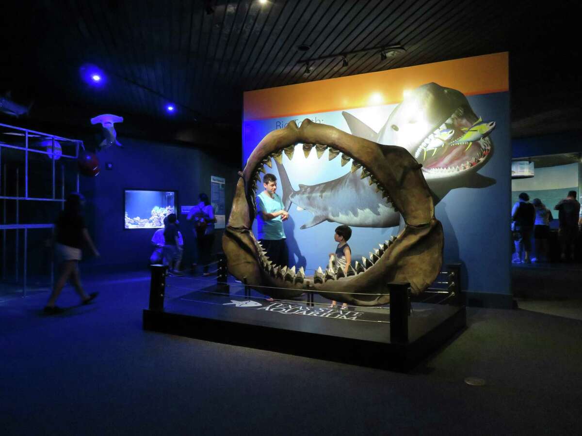 A whole family could fit in this replica of a great white shark’s mouth in the Gulf of Mexico exhibit at the Texas State Aquarium. It’s one of many educational exhibits designed to encourage visitors to appreciate marine life.