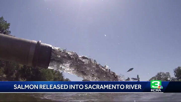 Quite a sight: 1M chinook salmon released into Sacramento River