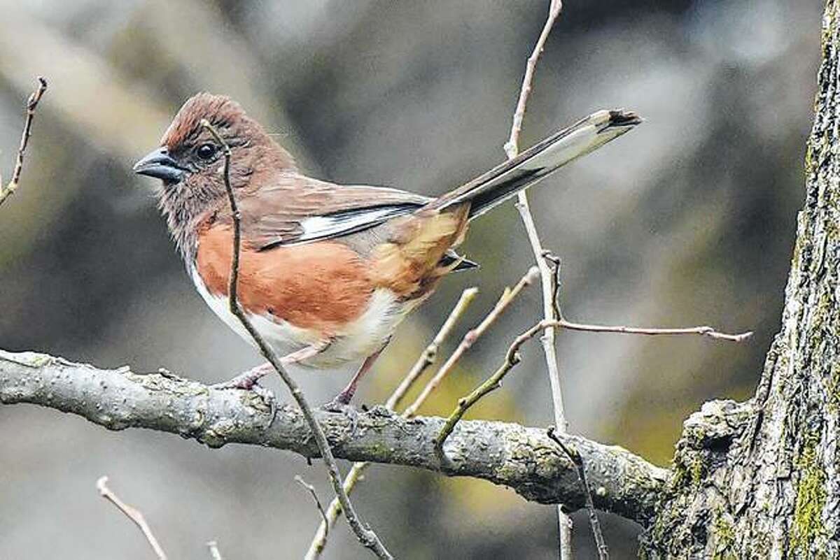 An Eastern towhee enjoys the day from the branch of a tree. Eastern towhees are known for their unique high-pitched call.