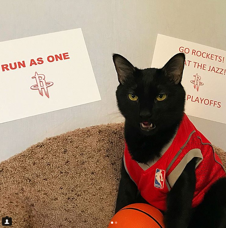 This Houston cat loves the heck out of some Houston sports teams