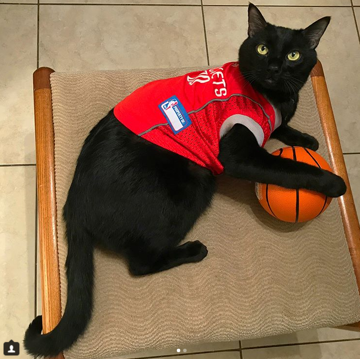 This Houston cat loves the heck out of some Houston sports teams