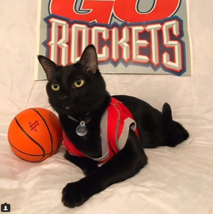 This Houston cat loves the heck out of some Houston sports teams