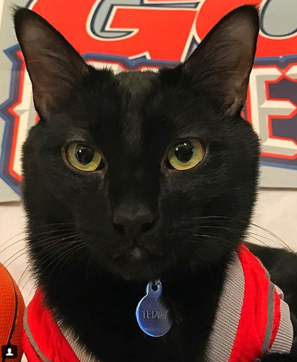 This Houston cat loves the heck out of some Houston sports teams