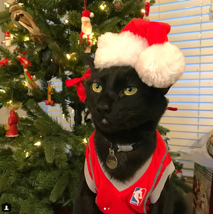 This Houston cat loves the heck out of some Houston sports teams