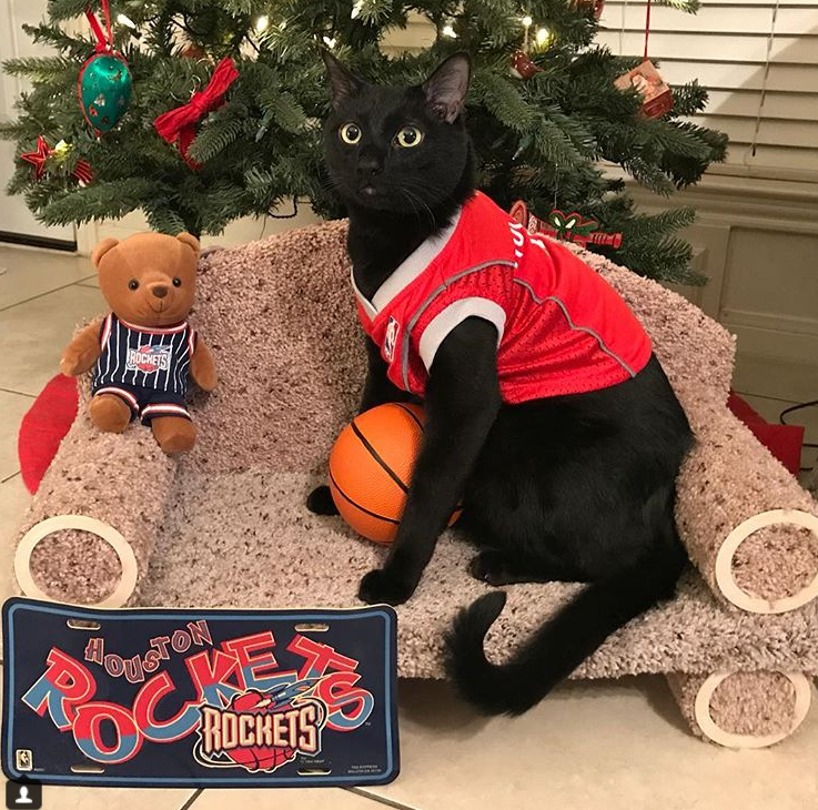 This Houston cat loves the heck out of some Houston sports teams