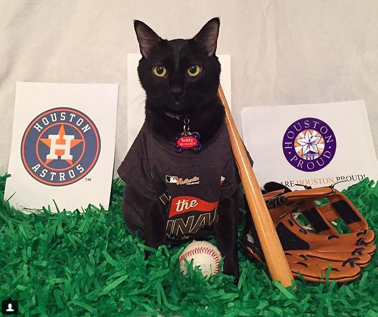 This Houston cat loves the heck out of some Houston sports teams