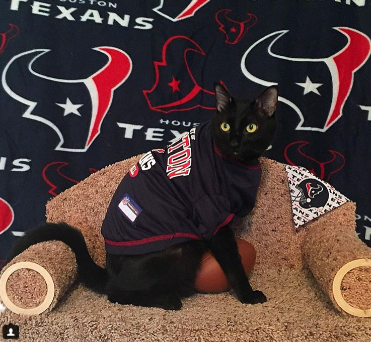 This Houston cat loves the heck out of some Houston sports teams