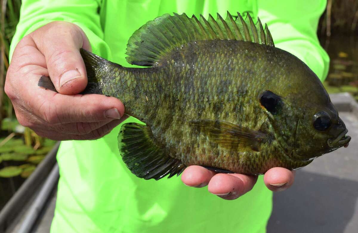 Louisiana angling features good catching, good eating