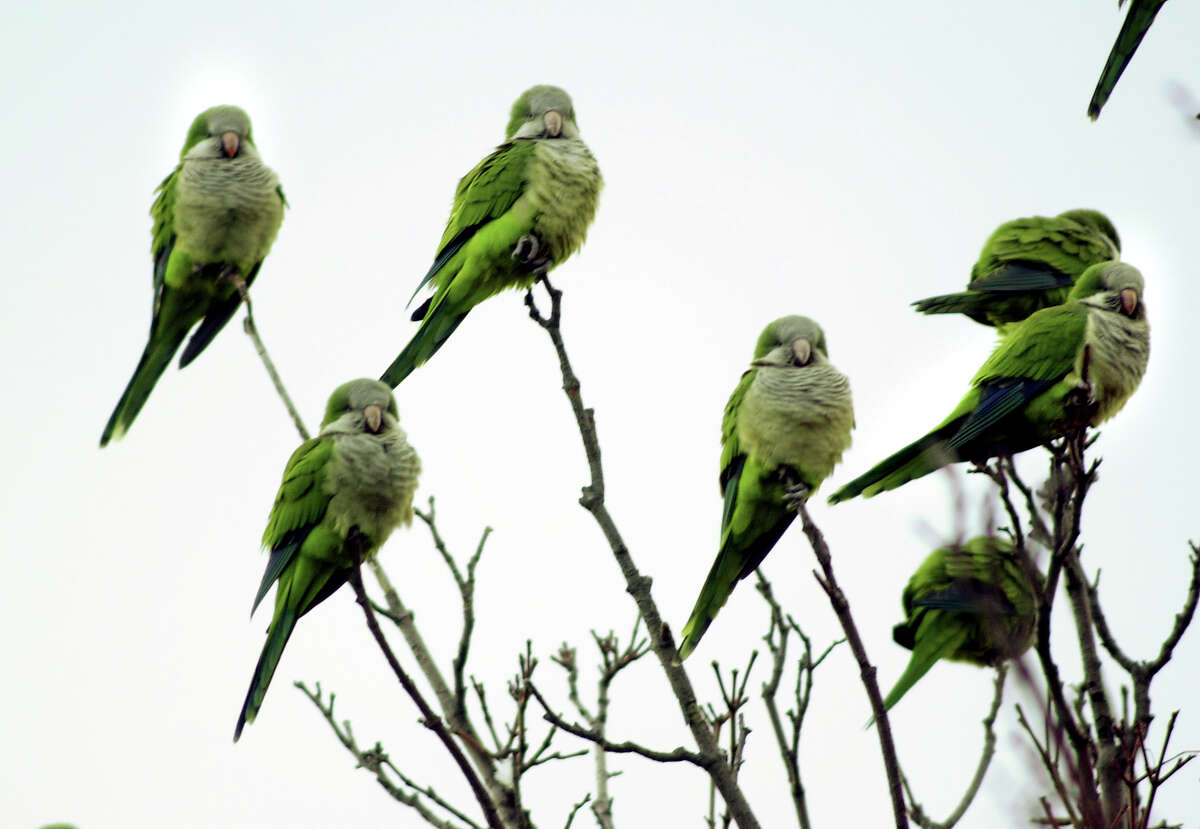 Some Monk Parakeets in a tree.