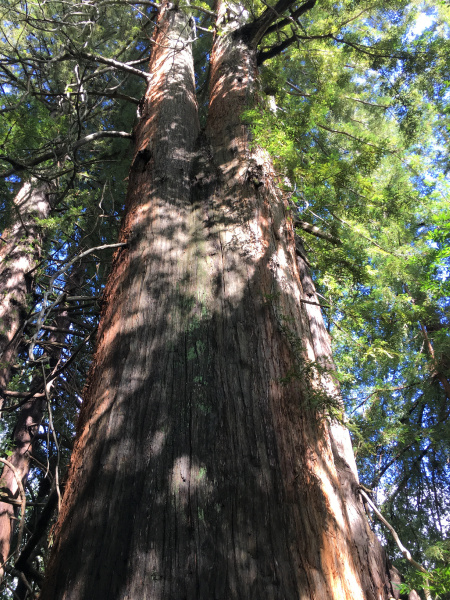 1,400 acres of Bay Area redwood forest will soon be opened up to the public