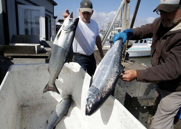 King salmon arrives for a short, expensive stint in the Bay Area