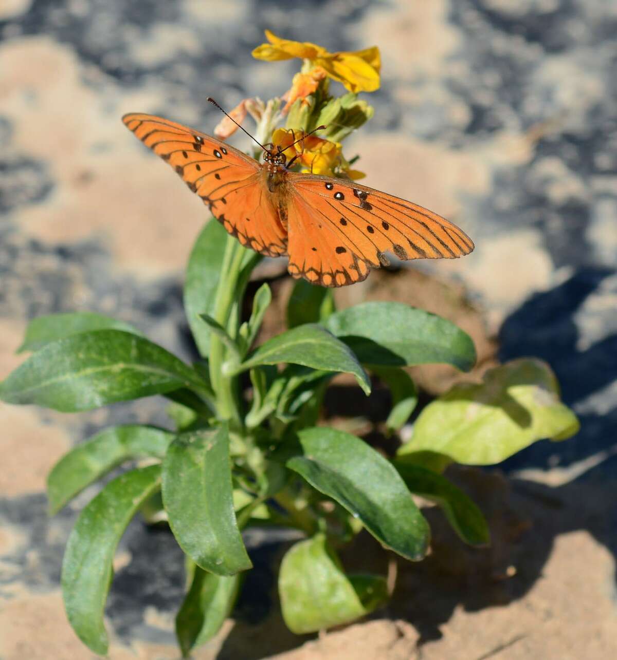 Pollinators such as butterflies are of vital importance to agriculture and for maintaining ecosystem health.    