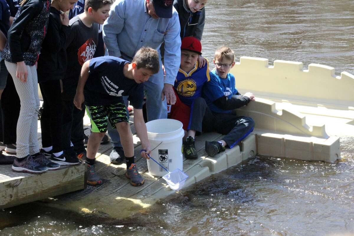Pine River students raise salmon in classroom