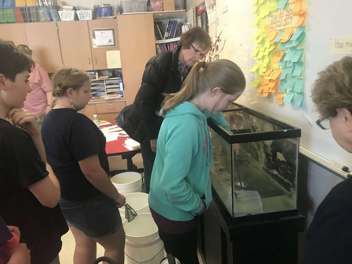 Pine River students raise salmon in classroom
