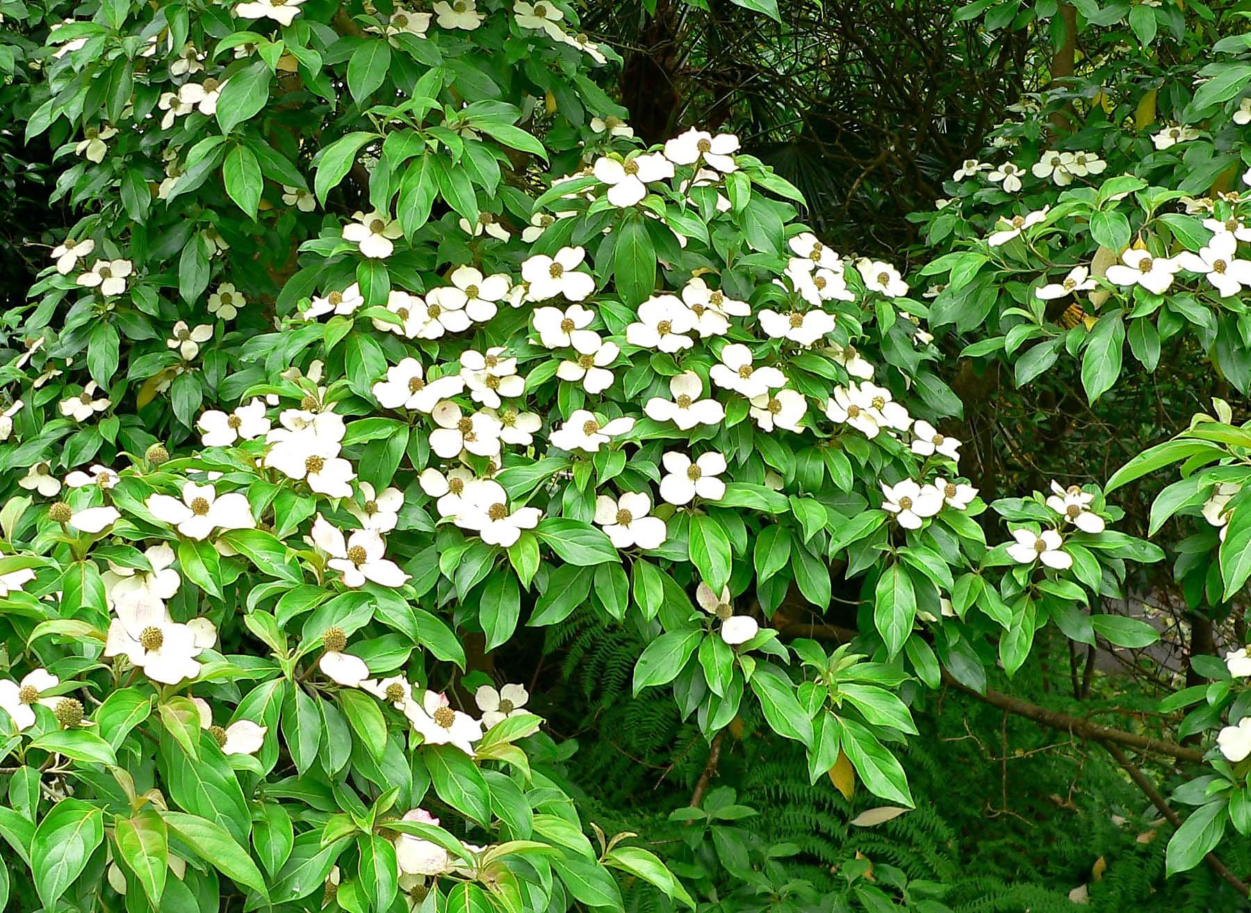 are dogwood trees deciduous